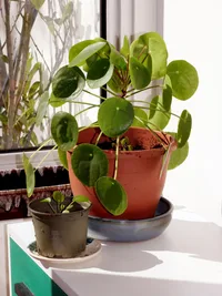 Chinese Money Plant (Pilea peperomioides) plant