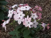 Garden Tobacco