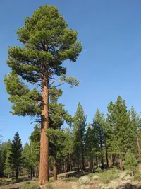 Jeffrey's Pine