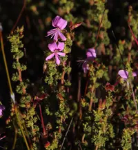 Rose-camphor Storksbill (Pelargonium englerianum) plant