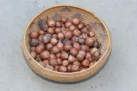 beaked hazelnut