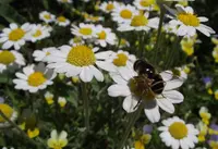 Woolly Chamomile