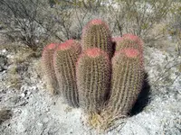 Mexican lime cactus