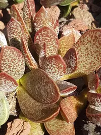 Adromischus trigynus