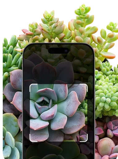 Succulent Identification – Hero Mobile