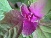 Tree spinach