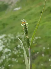 Orange Foxtail (Alopecurus aequalis) plant