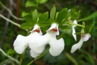 Oeonia rosea (Oeonia rosea) plant