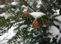 Northern Japanese Hemlock