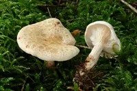 Paralepista gilva