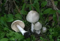 stubble rosegill (Volvopluteus gloiocephalus) plant