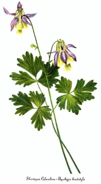 smallflower columbine (Aquilegia brevistyla) plant