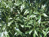 Brachychiton rupestris