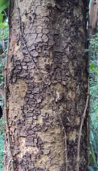 Chinese albizia