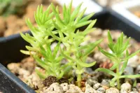 Sedum lineare