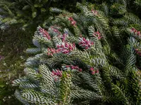 Korean Fir