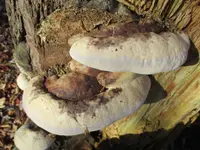 American Brown Fomitopsis