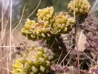 Whipple cholla