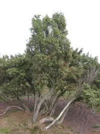common juniper