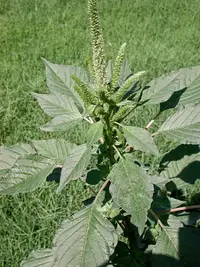 carelessweed