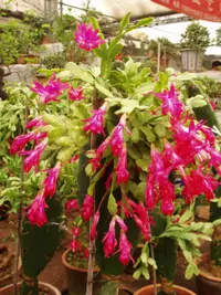 Thanksgiving Cactus (Schlumbergera truncata) plant
