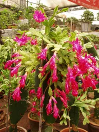Thanksgiving Cactus (Schlumbergera truncata) plant