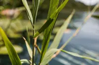 Arundo donax plant