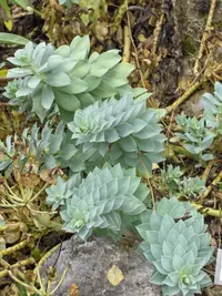 Myrtle spurge