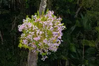 Dendrobium nobile