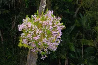 Dendrobium nobile