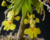 Erycina glossomystax