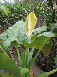 Giant Taro (Alocasia macrorrhizos) plant