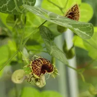 White Veined Pipevine (Aristolochia fimbriata) plant