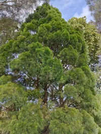 Brush Cypress-pine