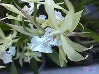 yellowish miltonia