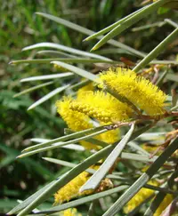 mulga (Acacia aneura) plant