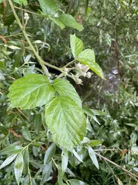 Bright Green Bramble (Rubus adscitus) plant