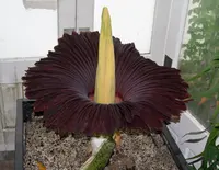 Corpse Flower