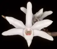 Dendrobium moniliforme plant