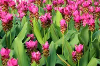 Siam Tulip (Curcuma alismatifolia) plant