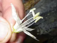 yellow mandarin (Prosartes maculata) plant