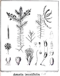 Thin-leaf Wattle