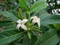 Alibertia edulis