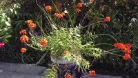 Epidendrum radicans
