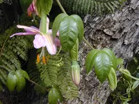 Banana passionfruit