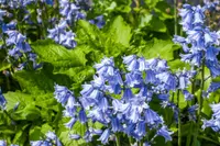 Delphinium