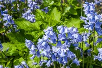 Delphinium