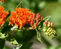 Butterfly weed (Asclepias tuberosa) plant