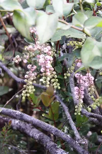 Gaultheria leucocarpa (Gaultheria leucocarpa) plant
