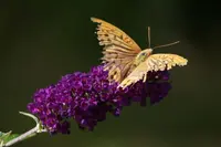 Butterfly Bush
